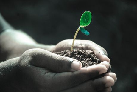 Seed of Sleep