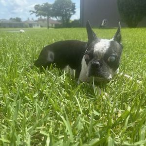 Stella Mae