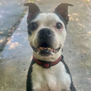 Champ