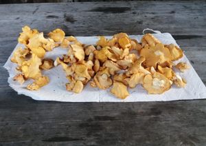 Rehgeschnetzeltes mit Eierschwammerl