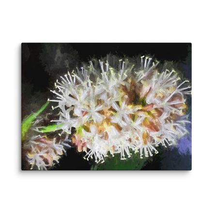 Night Blooming Dracaena Fragrans Canvas Print – 24&quot;x18&quot;, 400dpi, Hand-Stretched Art – DF108