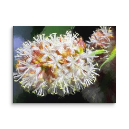 Night Blooming Dracaena Fragrans Canvas Print – 24&quot;x18&quot;, 400dpi, Hand-Stretched Art – DF110