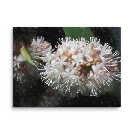 Night Blooming Dracaena Fragrans Canvas Print – 24&quot;x18&quot;, 400dpi, Hand-Stretched Art – DF114