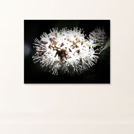 Night Blooming Dracaena Fragrans Canvas Print – 24&quot;x18&quot;, 400dpi, Hand-Stretched Art – DF113