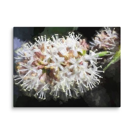 Night Blooming Dracaena Fragrans Canvas Print – 24&quot;x18&quot;, 400dpi, Hand-Stretched Art – DF107