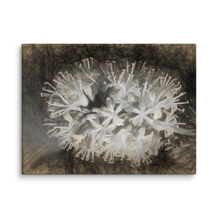 Night Blooming Dracaena Fragrans Canvas Print – 24&quot;x18&quot;, 400dpi, Hand-Stretched Art – DF105