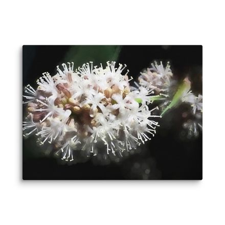 Night Blooming Dracaena Fragrans Canvas Print – 24&quot;x18&quot;, 400dpi, Hand-Stretched Art – DF118