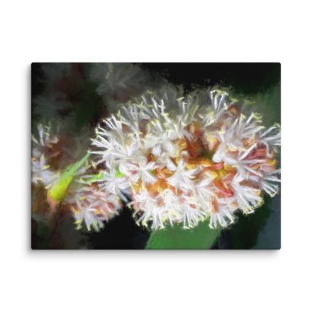 Night Blooming Dracaena Fragrans Canvas Print – 24&quot;x18&quot;, 400dpi, Hand-Stretched Art – DF121