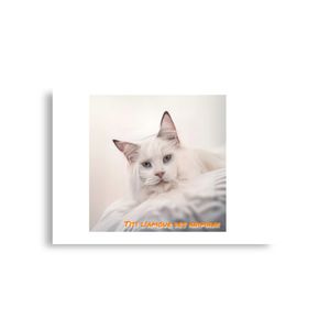 Affiche de papier mat améliorée (in)