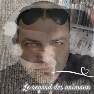 le regard des animaux 