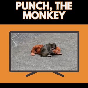 Punch, the Baby Money