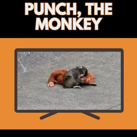 Punch, the Baby Money