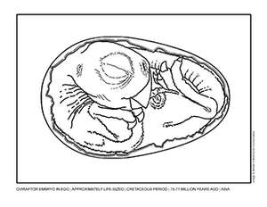 Oviraptor egg embryo coloring page