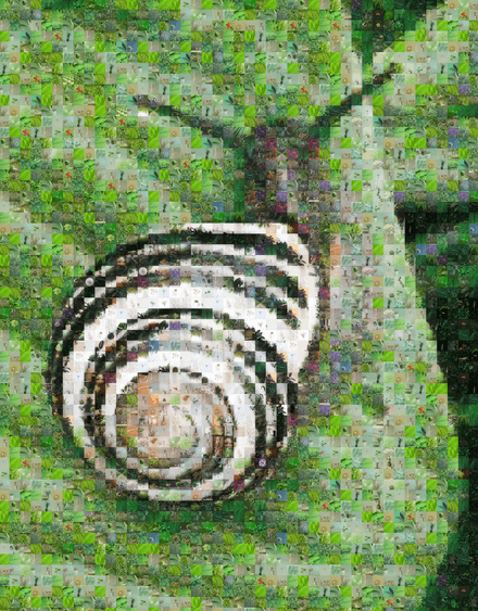 Snail