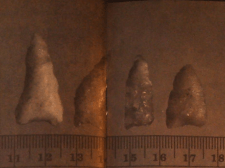 Prehistoric Rockhounds