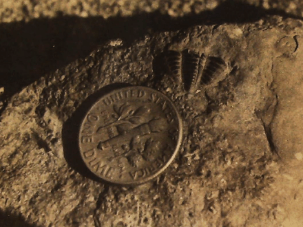 FIFTEEN ARKANSAS FOSSIL FIELDS