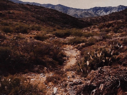 Loaming for Gold With a Metal Detector
