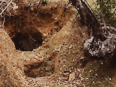 There’s Gold in Them Thar Hills