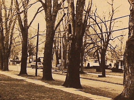 Tree-mendous Treasure Hunting Lies Just Down the Street
