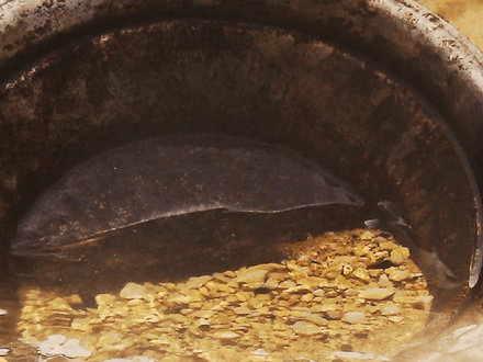 Grams, Grains or Penny Weights: Does Your Gold Measure Up?