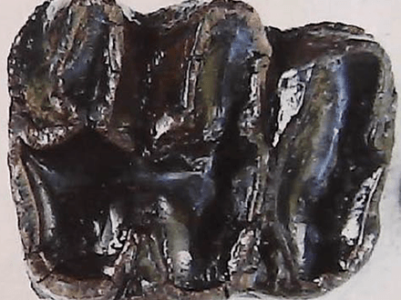 Florida Treasure Hunts Yield A Variety of Finds