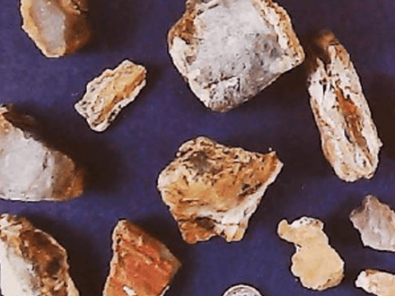 Saddle Mountain’s Petrified Wood