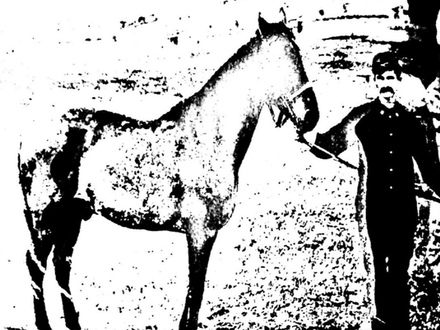 Comanche, a Century Later