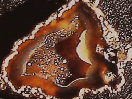 How To: Agatized Coral – Gem Treasure of Florida