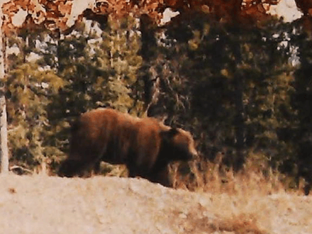 Close Encounters of the Wildlife Kind