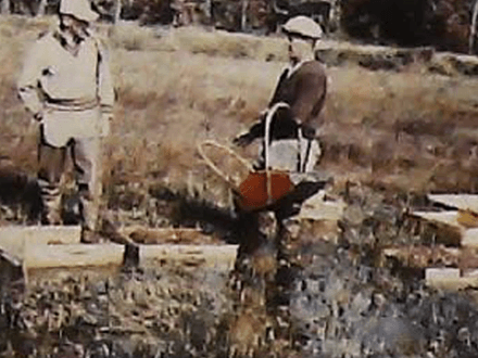 Thing Cranberry Farms