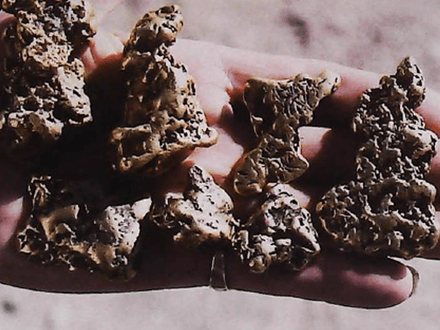 Hot Tips For Nugget-Shooters