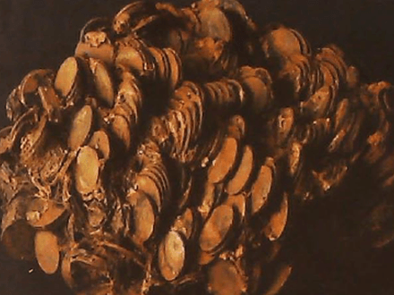 Lost Treasure of the S.S. Republic