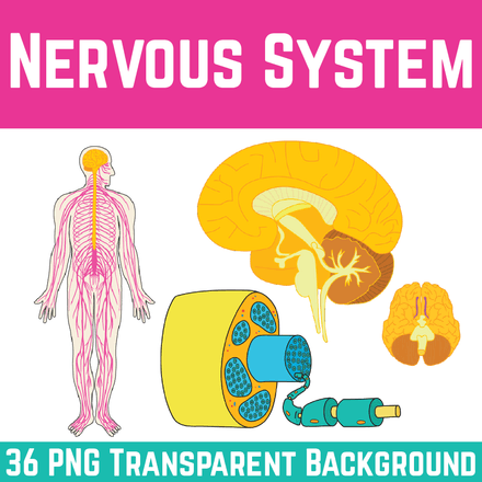 Nervous System Illustration PNG Clip Art Transparent Background