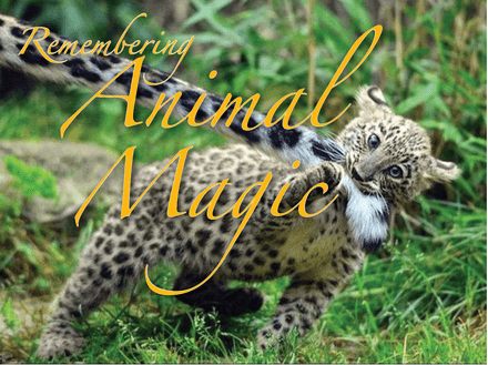 Animal Magic