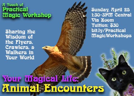 Practical Magic: Animal Encounters