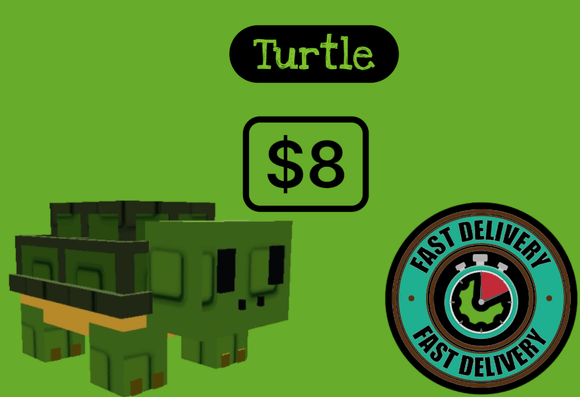 Turtle New pet