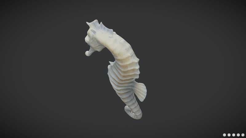 Seahorse - low poly PBR 3d model