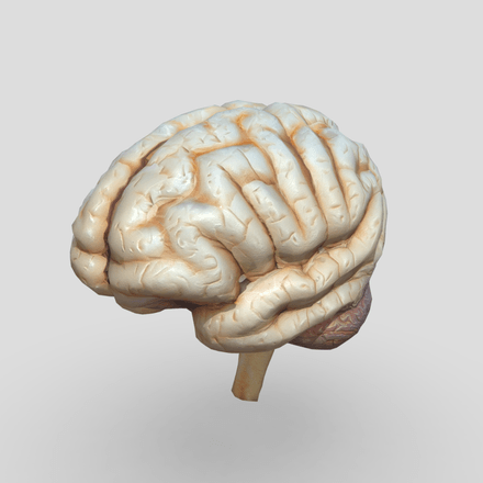 Human Brain - low poly PBR 3d model