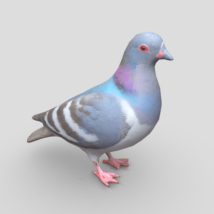 Standing Bird Pigeon - low poly PBR 3d model