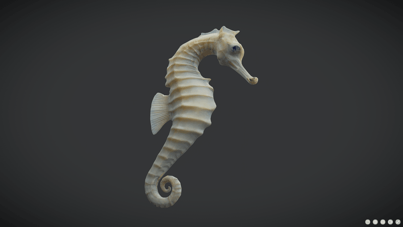 Seahorse - low poly PBR 3d model