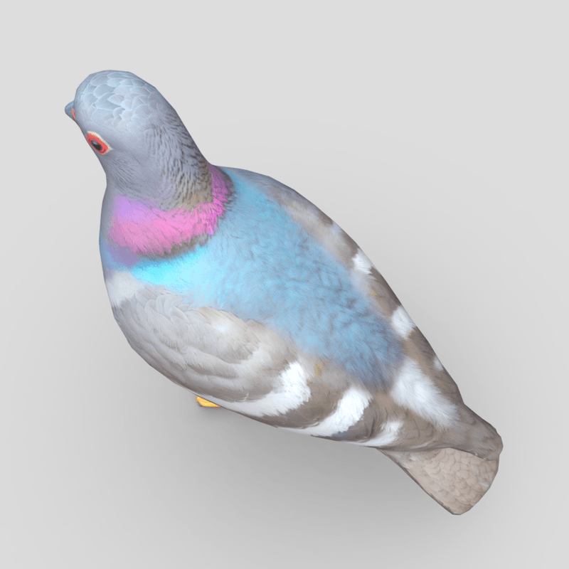 Standing Bird Pigeon - low poly PBR 3d model