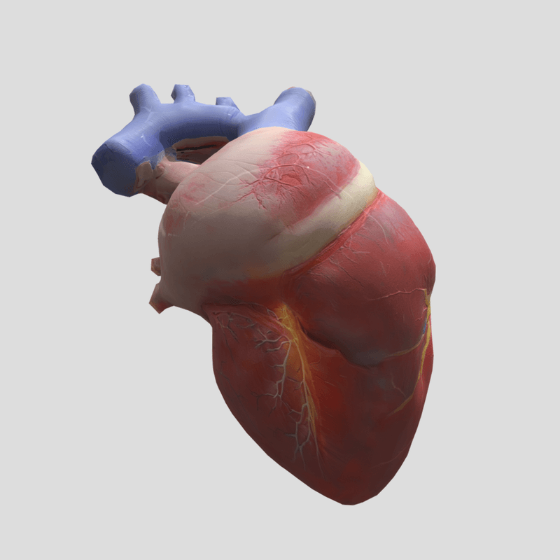 Human Heart - low poly PBR 3d model