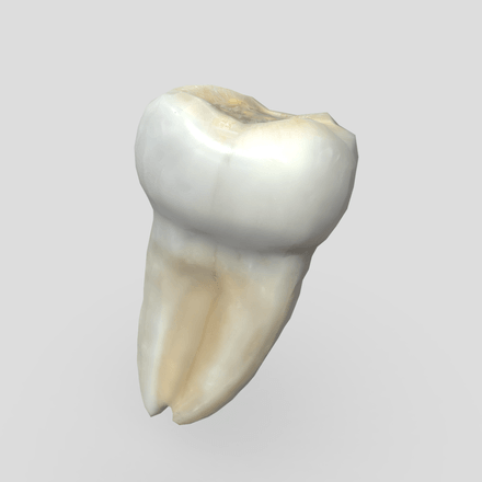 Human Tooth 2 - low poly PBR 3d model