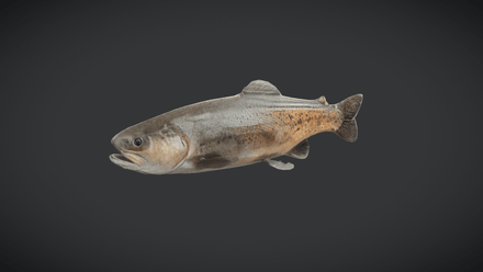 Fish - Trout - low poly PBR 3d model