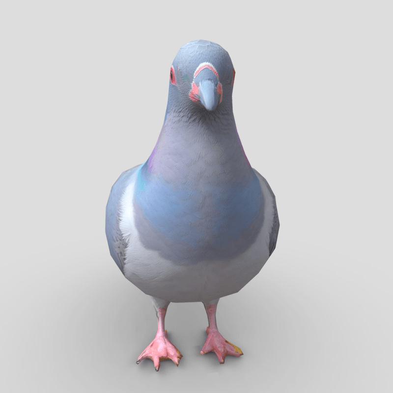 Standing Bird Pigeon - low poly PBR 3d model