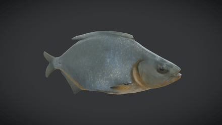 Dried Fish - low poly PBR 3d model