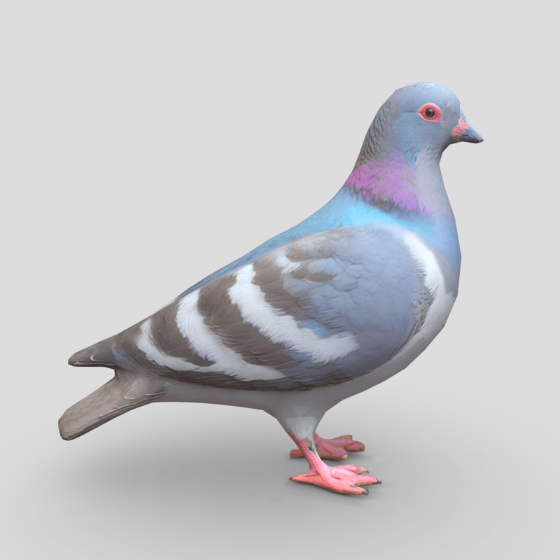 Standing Bird Pigeon - low poly PBR 3d model