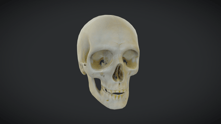 Human Skull - low poly PBR 3d model