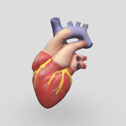 Human Heart - low poly PBR 3d model