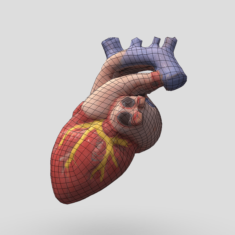 Human Heart - low poly PBR 3d model